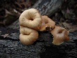 Lentinellus micheneri image
