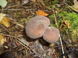 Lactarius lignyotus var. canadensis image