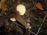 Lactarius lignyotus var. canadensis image