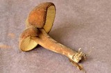 Lactarius lignyotus image