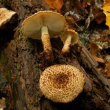 Leucopholiota decorosa image