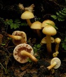 Pholiota alnicola image