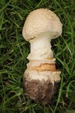 Amanita ravenelii image