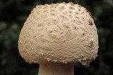 Amanita ravenelii image