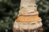 Amanita ravenelii image