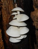 Ossicaulis lignatilis image