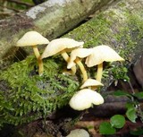 Tricholomopsis aurea image