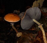Leratiomyces squamosus image