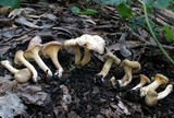 Cantharellus lewisii image