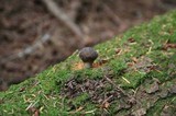 Lycoperdon nigrescens image