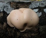 Hypocrea peltata image