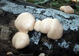 Hypocrea peltata image