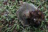 Onnia tomentosa image