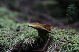 Onnia tomentosa image