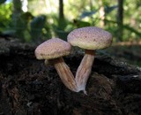 Gymnopilus aeruginosus image