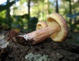 Gymnopilus aeruginosus image