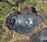 Camillea cyclops image