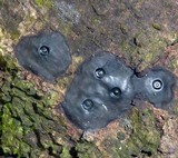 Camillea cyclops image
