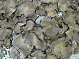 Umbilicaria muehlenbergii image