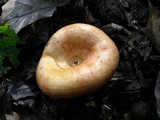 Lactarius croceus image