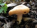 Lactarius croceus image
