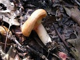 Lactarius croceus image