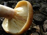 Lactarius croceus image