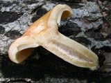 Lactarius croceus image