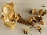 Pleurocybella porrigens image