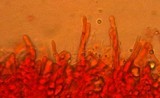 Pleurocybella porrigens image