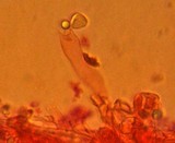 Pleurocybella porrigens image