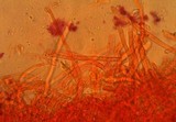 Pleurocybella porrigens image
