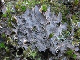 Nephroma parile image