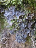 Nephroma parile image
