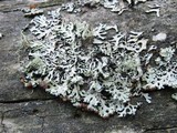 Hypogymnia physodes image