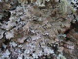 Parmelia saxatilis image