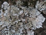 Parmelia saxatilis image
