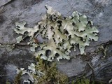 Parmotrema perlatum image