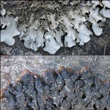 Parmotrema perlatum image
