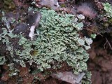 Cladonia pyxidata image