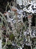 Cladonia squamosa image