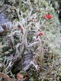 Cladonia polydactyla image