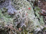 Cladonia polydactyla image