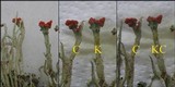 Cladonia polydactyla image