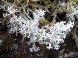 Cladonia portentosa image