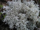 Cladonia portentosa image