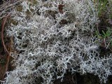 Cladonia portentosa image