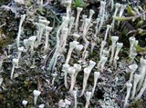 Cladonia fimbriata image