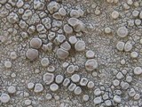 Ochrolechia parella image