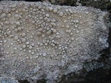 Ochrolechia parella image